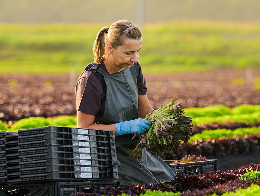 Handarbeit Salat ernten