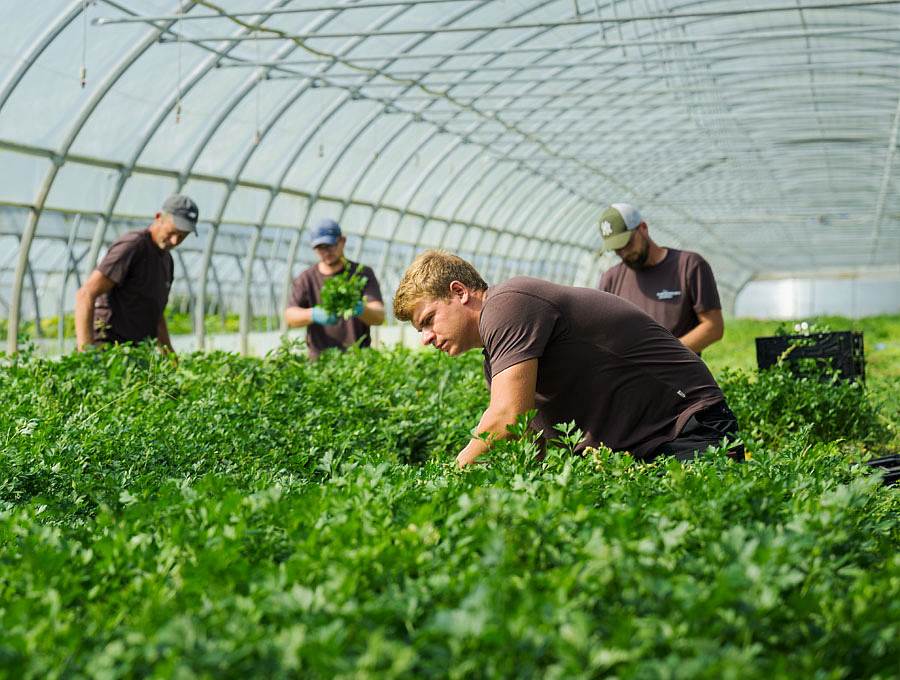 Petersilie ernten im Tunnel