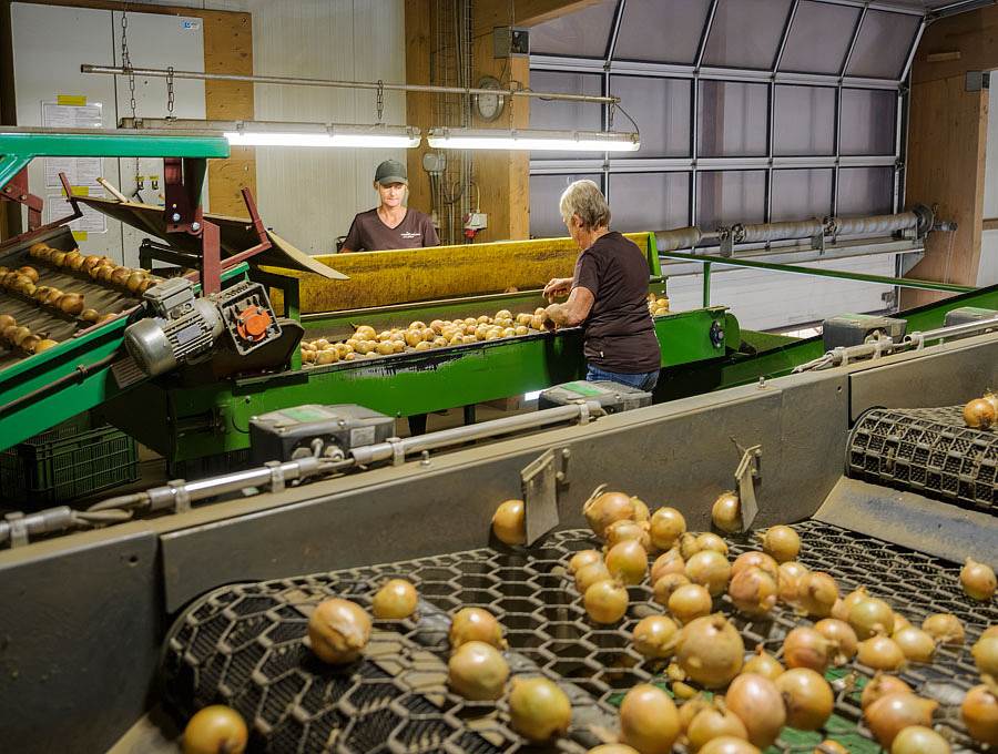 Zwiebeln kalibrieren