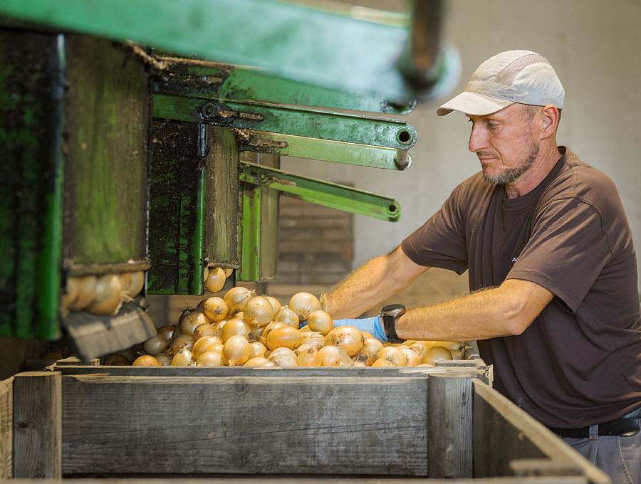 Zwiebeln in Paloxe füllen