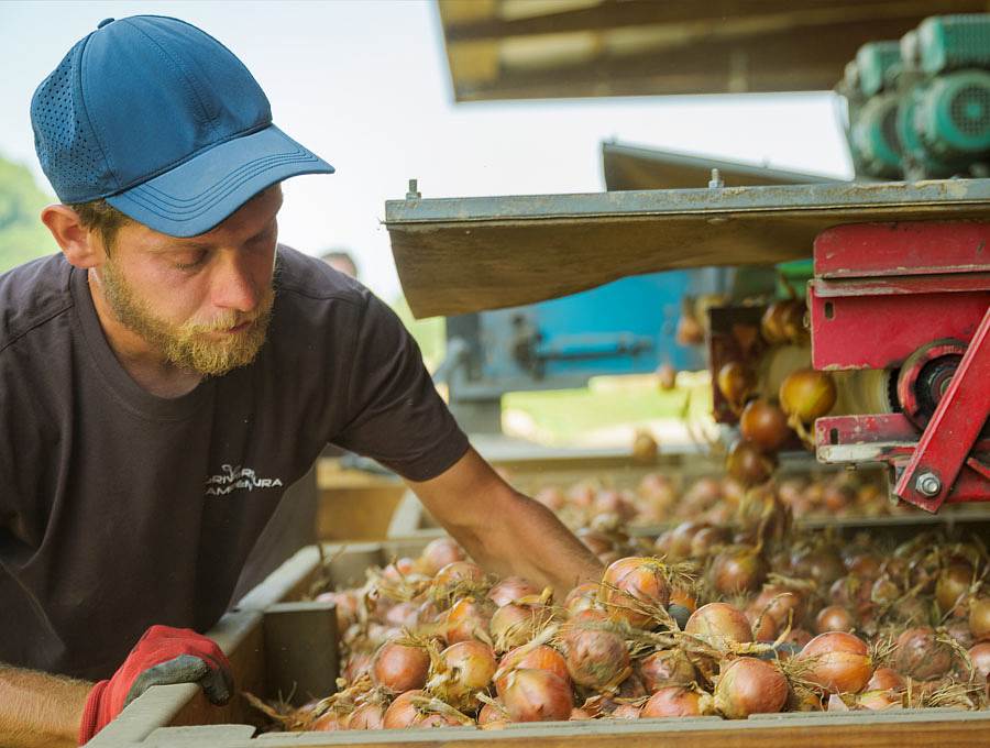Zwiebeln direkt vom Feld