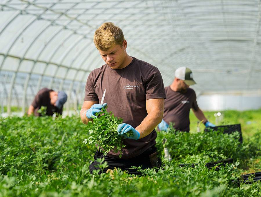 Weiterverarbeitung im Folientunnel