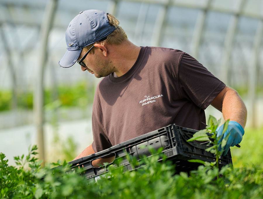 Petersilie sortieren